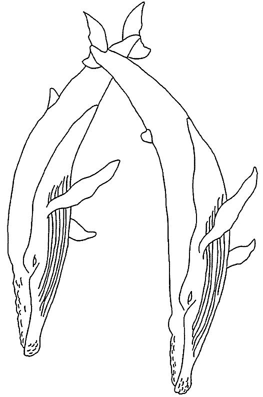 whale Adult coloring pages