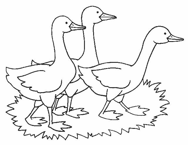 geese_4 Adult coloring pages