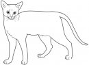 CATS coloring pages